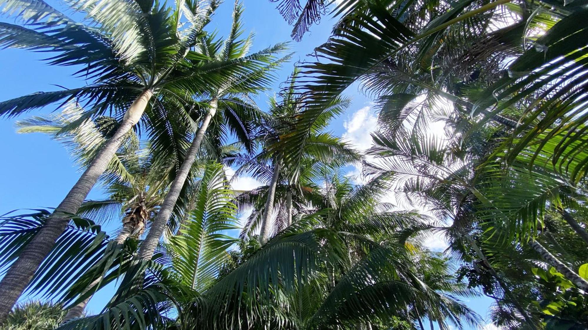 Coliver - Coliving A La Reunion Saint Pierre Exterior foto